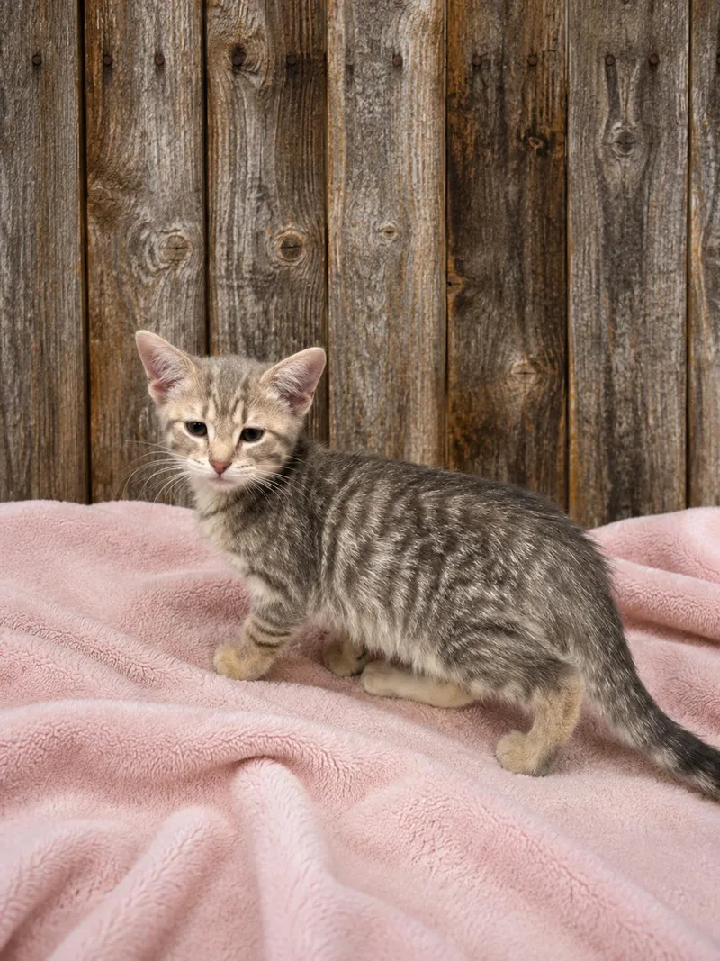A baby medium-sized female Gray & White Domestic Short Hair cat named Meowstang for adoption in Joliet, IL