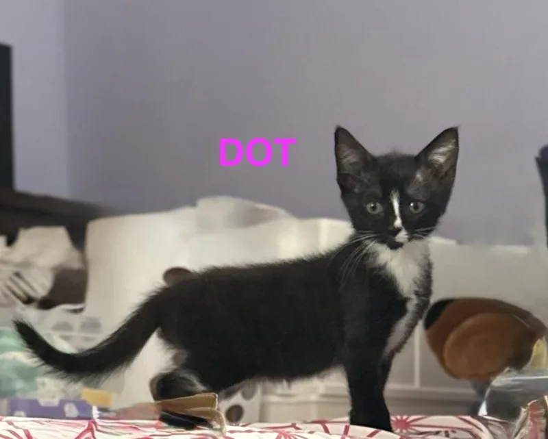 A young small-sized female Black Domestic Short Hair cat named Dot for adoption in Mount Pleasant, SC