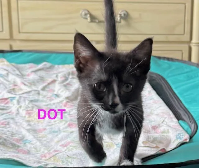 Dot thumbnail 2