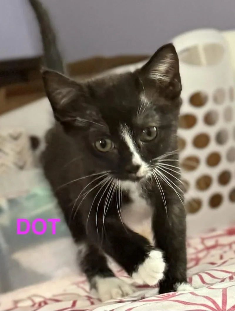 Dot thumbnail 3