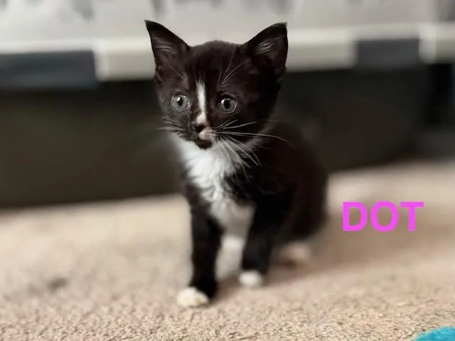 Dot thumbnail 4