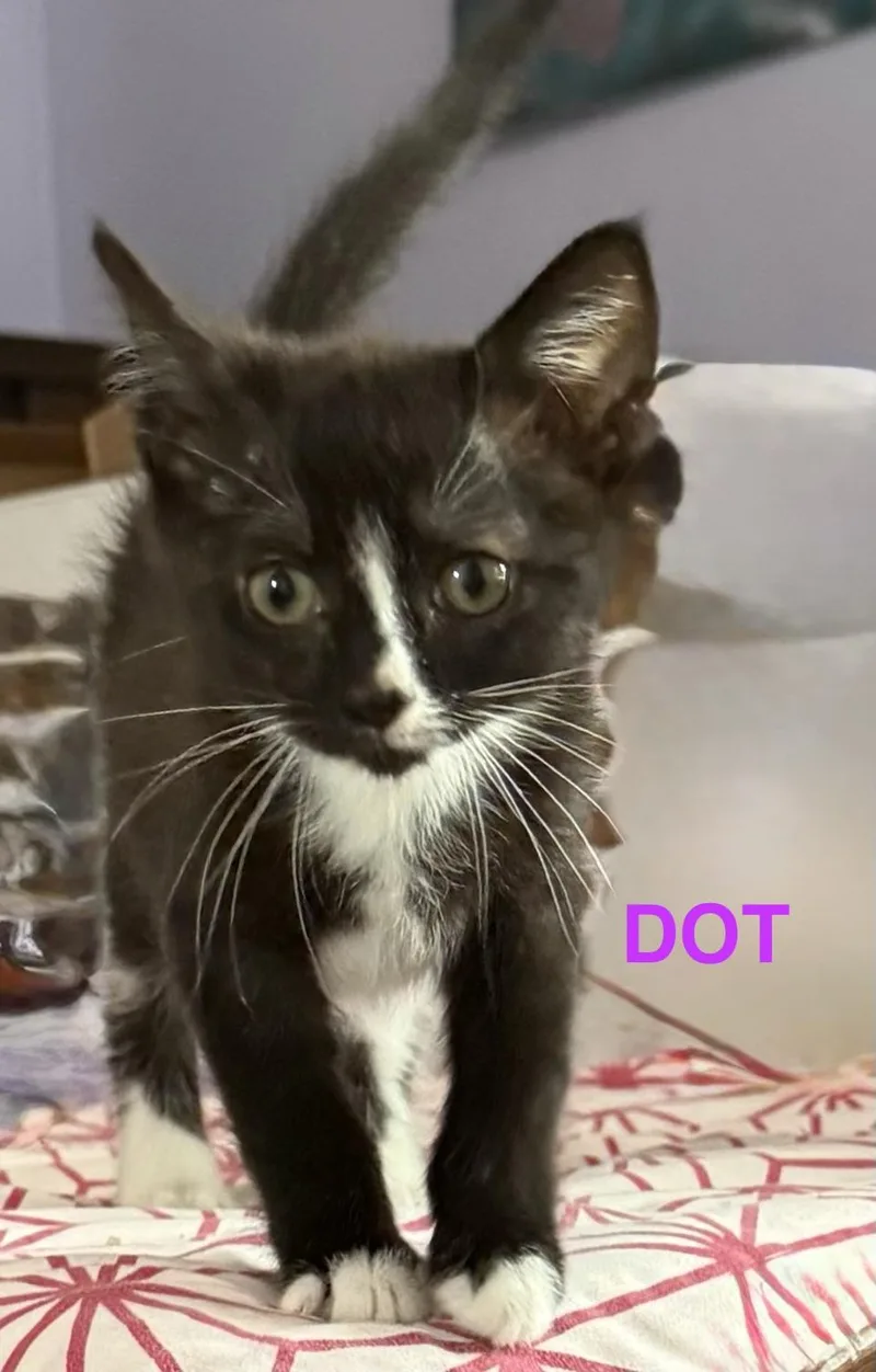Dot thumbnail 5