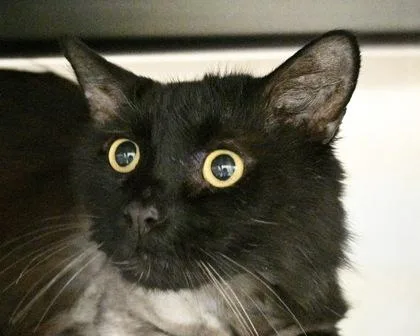 An adult small-sized male Domestic Long Hair cat named Dante for adoption in West Seneca, NY
