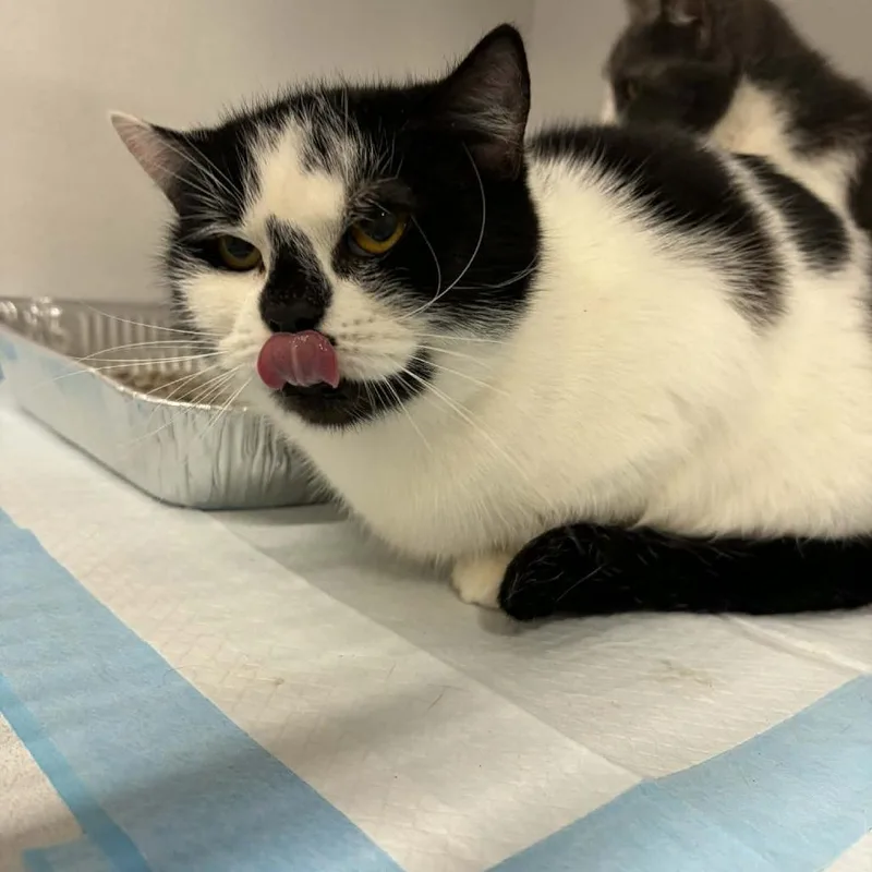 An adult medium-sized female Domestic Short Hair cat named Marilyn ARC for adoption in Akron, NY
