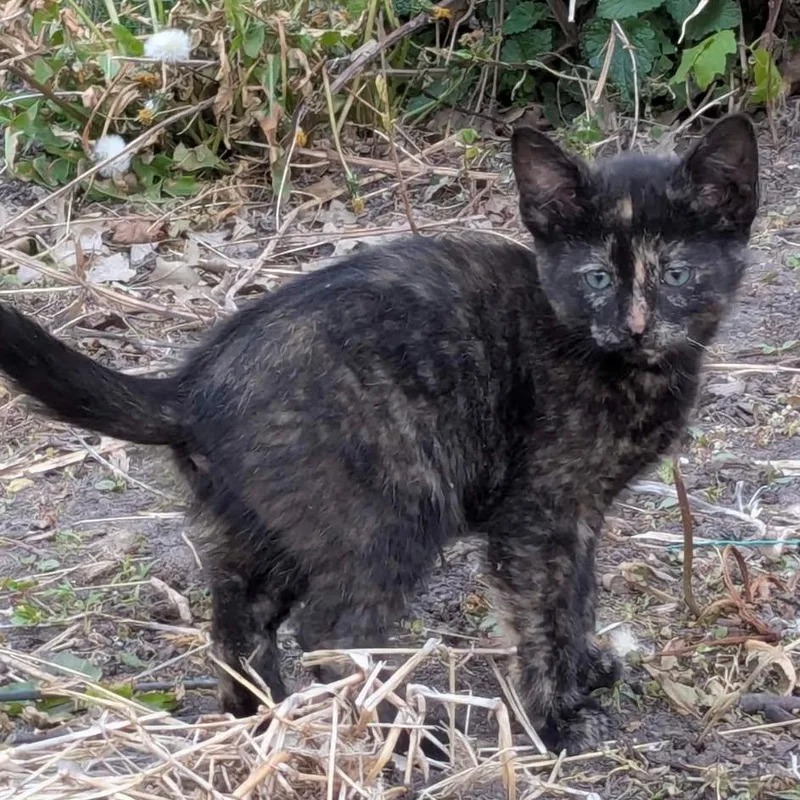 A baby small-sized female Tortoiseshell Domestic Short Hair cat named Rosie for adoption in Rochester, MN