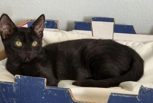 A baby small-sized female Black Domestic Short Hair cat named Sharon for adoption in Tampa, FL