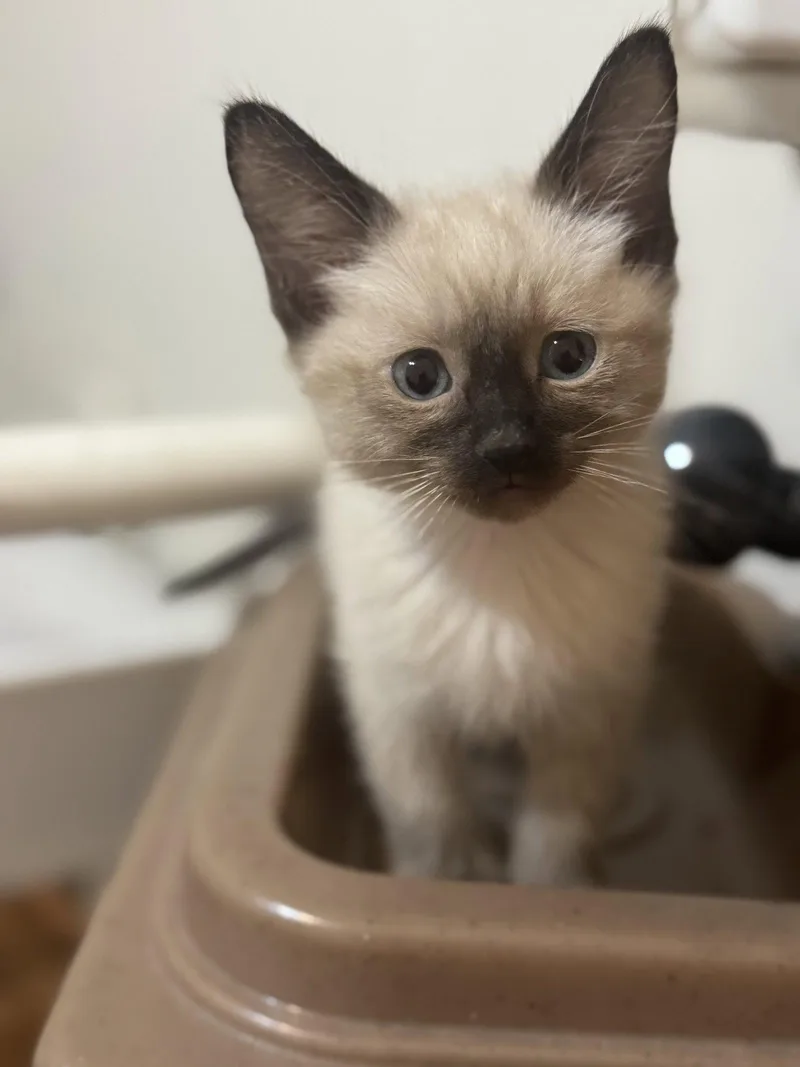 Koda