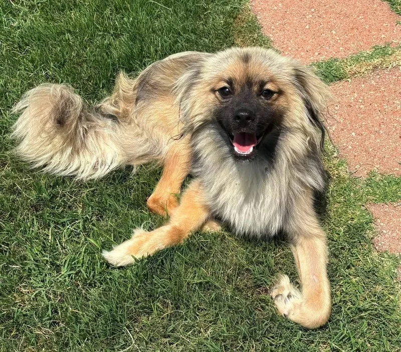 A young small-sized male Lhasa Apso dog named Royal for adoption in Shawnee, OK