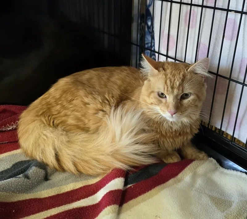 An adult medium-sized male Tabby (Orange / Red) Domestic Medium Hair cat named Tater for adoption in Southbury, CT