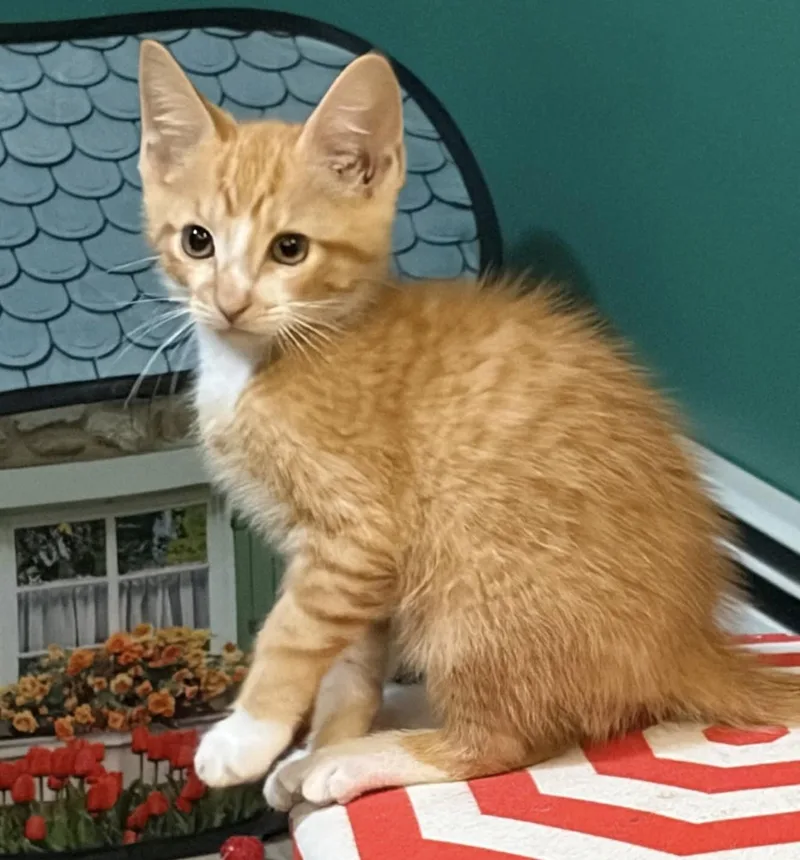 A baby medium-sized male Tabby (Orange / Red) Domestic Short Hair cat named Cheerios for adoption in Breinigsville, PA