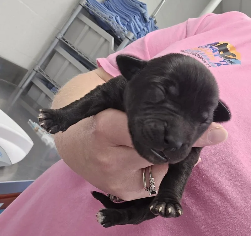 A baby small-sized female Black Terrier dog named Champagne for adoption in Evansville, IN