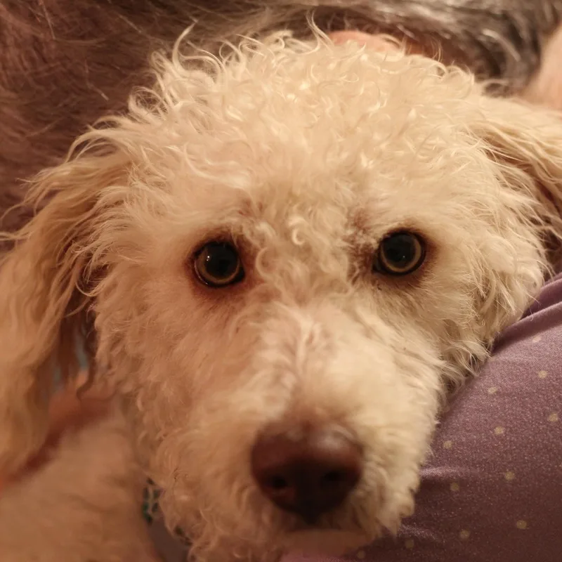 Sophie thumbnail 2