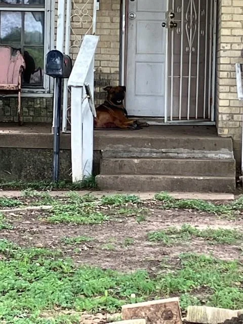 A young large-sized male Mixed Breed dog named Mike for adoption in Dallas, TX
