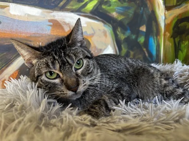 An adult small-sized female Domestic Short Hair cat named June for adoption in Santa Clara, CA