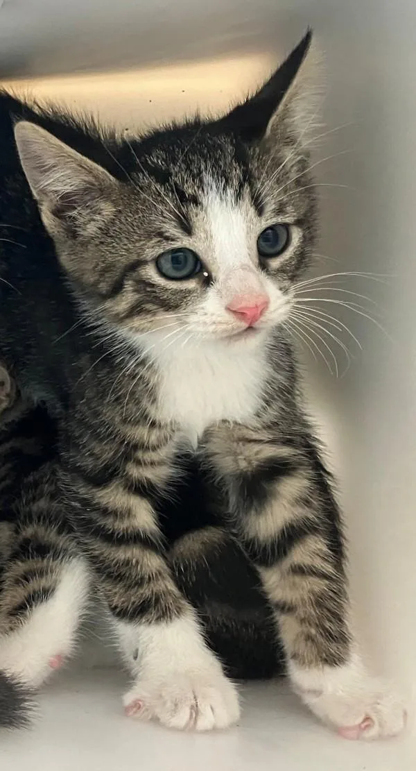 A baby small-sized male Domestic Short Hair cat named Habanero for adoption in Staten Island, NY