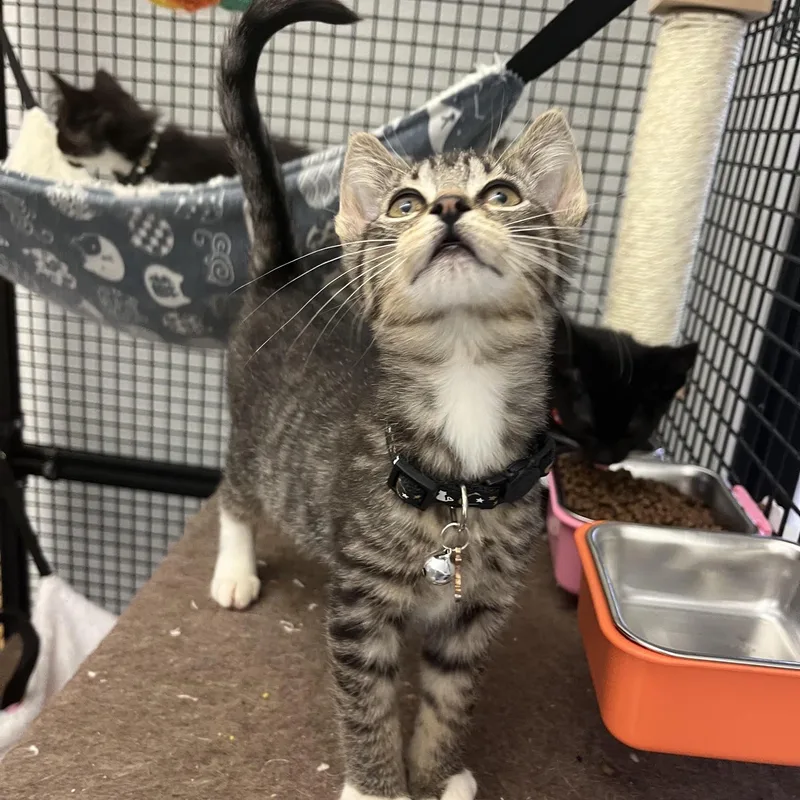 A baby medium-sized female Tabby (Brown / Chocolate) Domestic Short Hair cat named Tigerlilly for adoption in Portland, OR