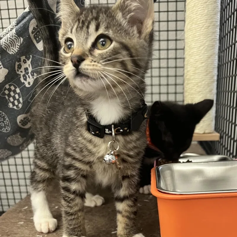 Tigerlilly thumbnail 2