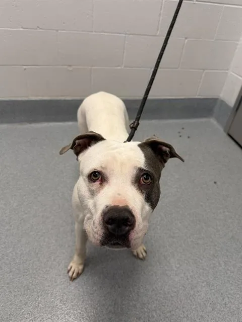 A young large-sized female Pit Bull Terrier dog named Mona for adoption in Indianapolis, IN