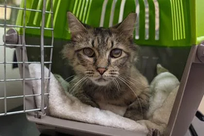 An adult medium-sized female Domestic Short Hair cat named Macaroni Toni for adoption in Kansas City, MO