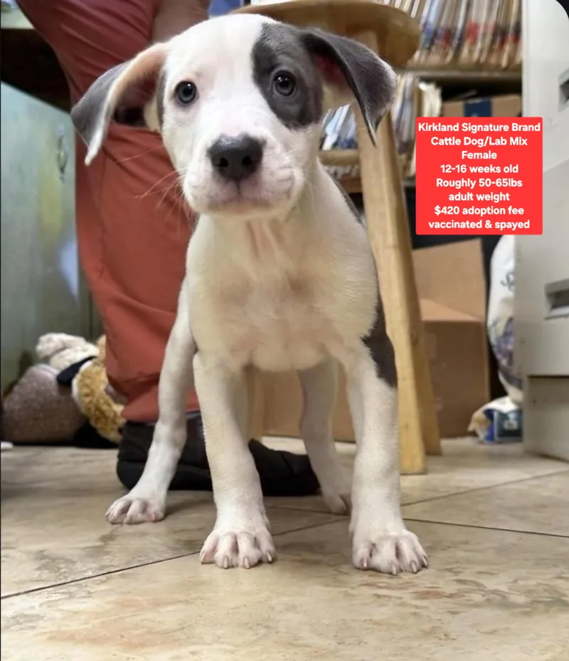 A baby medium-sized female Cattle Dog dog named Kirkland Signature Brand for adoption in Oviedo, FL