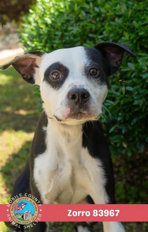 An adult medium-sized male White / Cream Labrador Retriever dog named Zorro for adoption in Mobile, AL