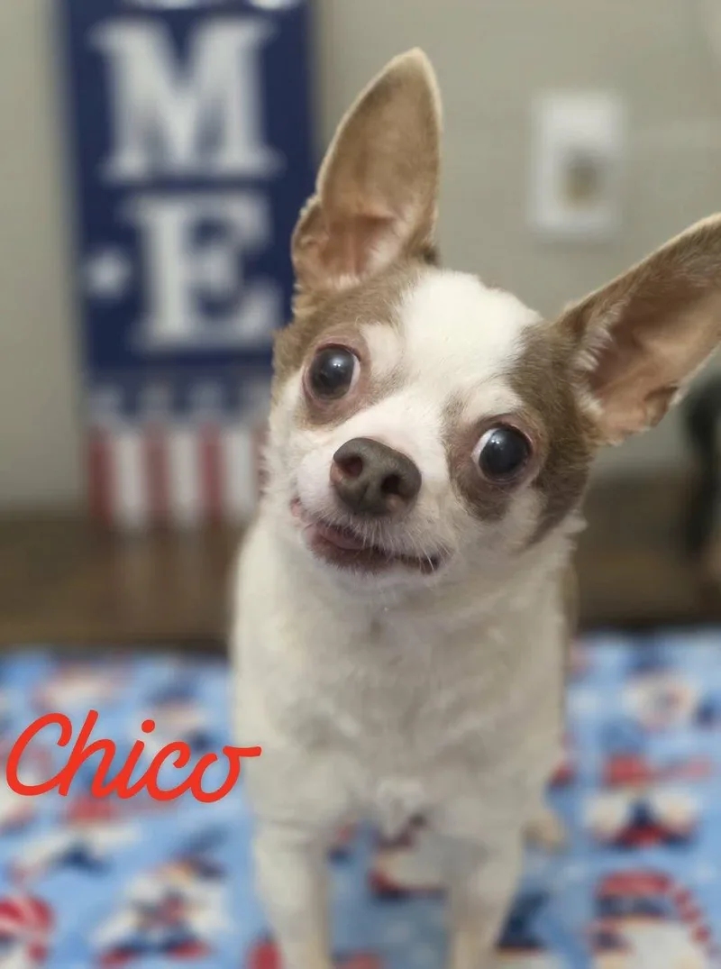 A senior small-sized male Chihuahua dog named Chico Wood for adoption in Saunderstown, RI