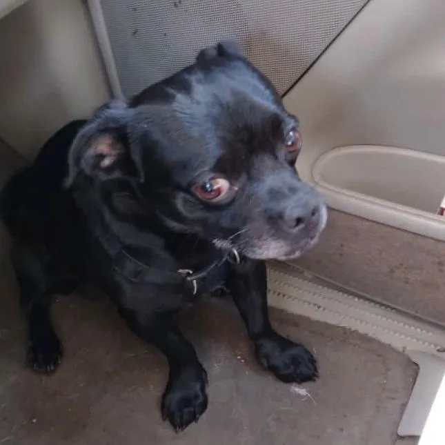 An adult small-sized male Black Pug dog named Pugsly for adoption in Newport, TN