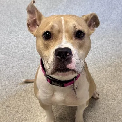 An adult medium-sized female Golden Mixed Breed dog named Nala for adoption in Lansing, MI