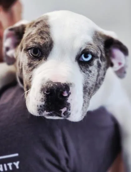 A baby large-sized male Mixed Breed dog named George Fka Puppy for adoption in West Chester, PA