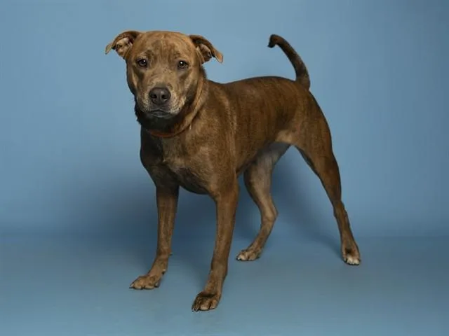 A young large-sized female Pit Bull Terrier dog named Sassy for adoption in Phoenix, AZ