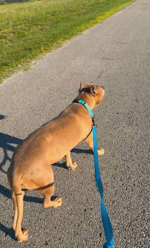 An adult large-sized male Pit Bull Terrier dog named Draco for adoption in TULSA, OK