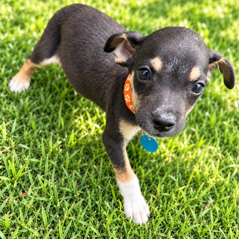 A baby small-sized male Chihuahua dog named Joe Jonas for adoption in Brownsville, TX