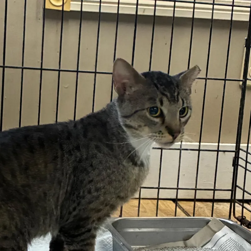 A young small-sized male Brown / Chocolate Domestic Short Hair cat named Percy for adoption in Hattiesburg, MS