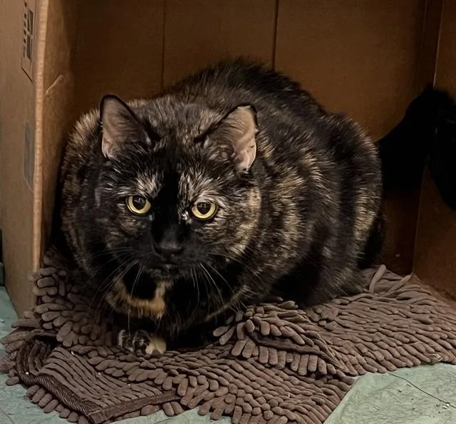 An adult medium-sized female Domestic Short Hair cat named Nina for adoption in Boston, MA