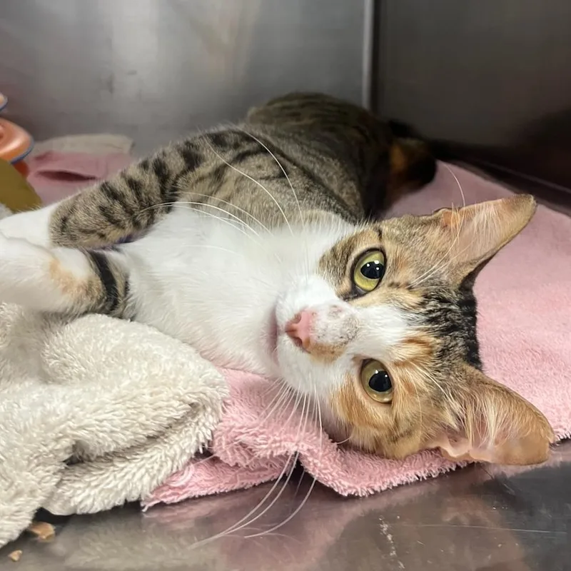 A young medium-sized female Calico Domestic Short Hair cat named Nala for adoption in Houston, TX