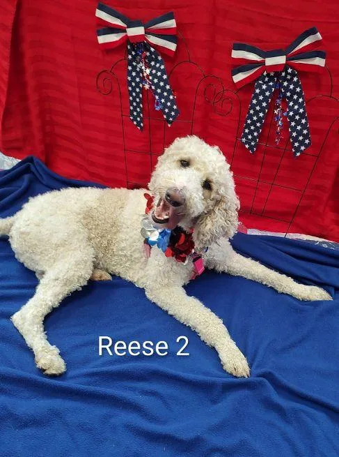 Reese thumbnail 2