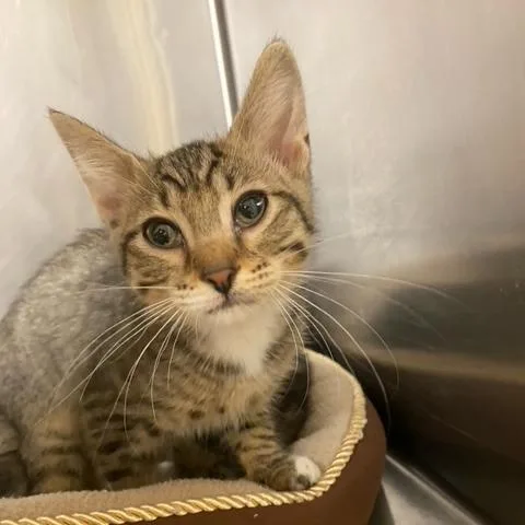 A baby small-sized female Brown / Chocolate Domestic Short Hair cat named Vanilla Bean for adoption in Chehalis, WA