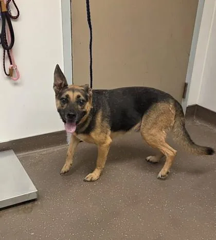 An adult large-sized female German Shepherd Dog dog named Gretchen for adoption in South Bend, IN