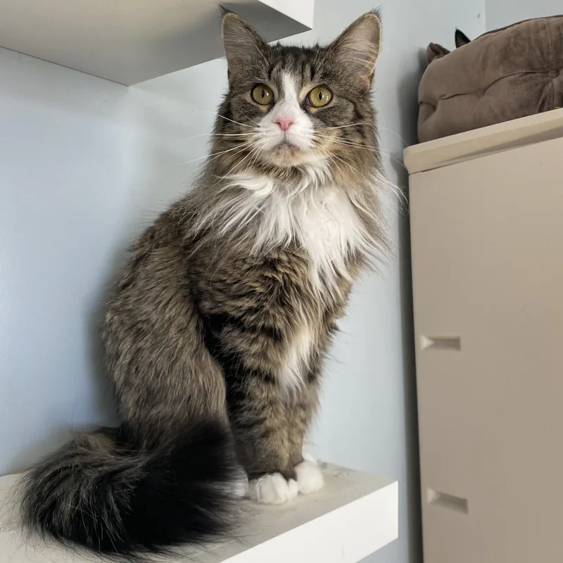 An adult medium-sized female Domestic Medium Hair cat named Creme Brulee for adoption in Salisbury, MA