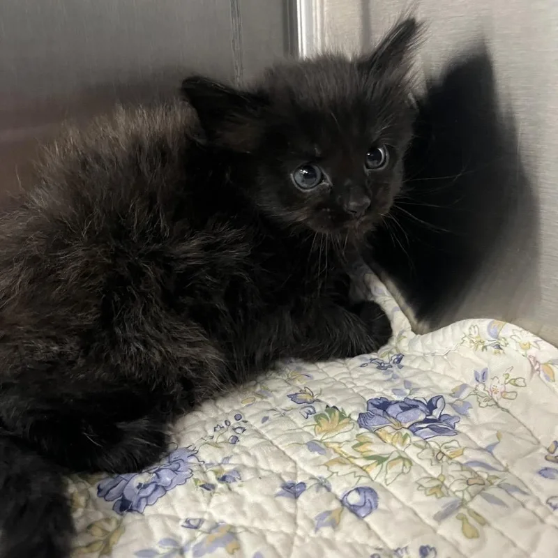 A baby small-sized female Black Domestic Short Hair cat named MiMi for adoption in Greensboro, NC