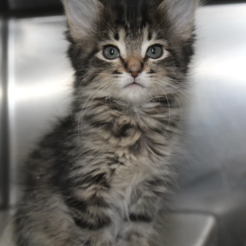 A baby medium-sized male Tabby (Brown / Chocolate) Domestic Short Hair cat named Pheonix for adoption in Yucca Valley, CA