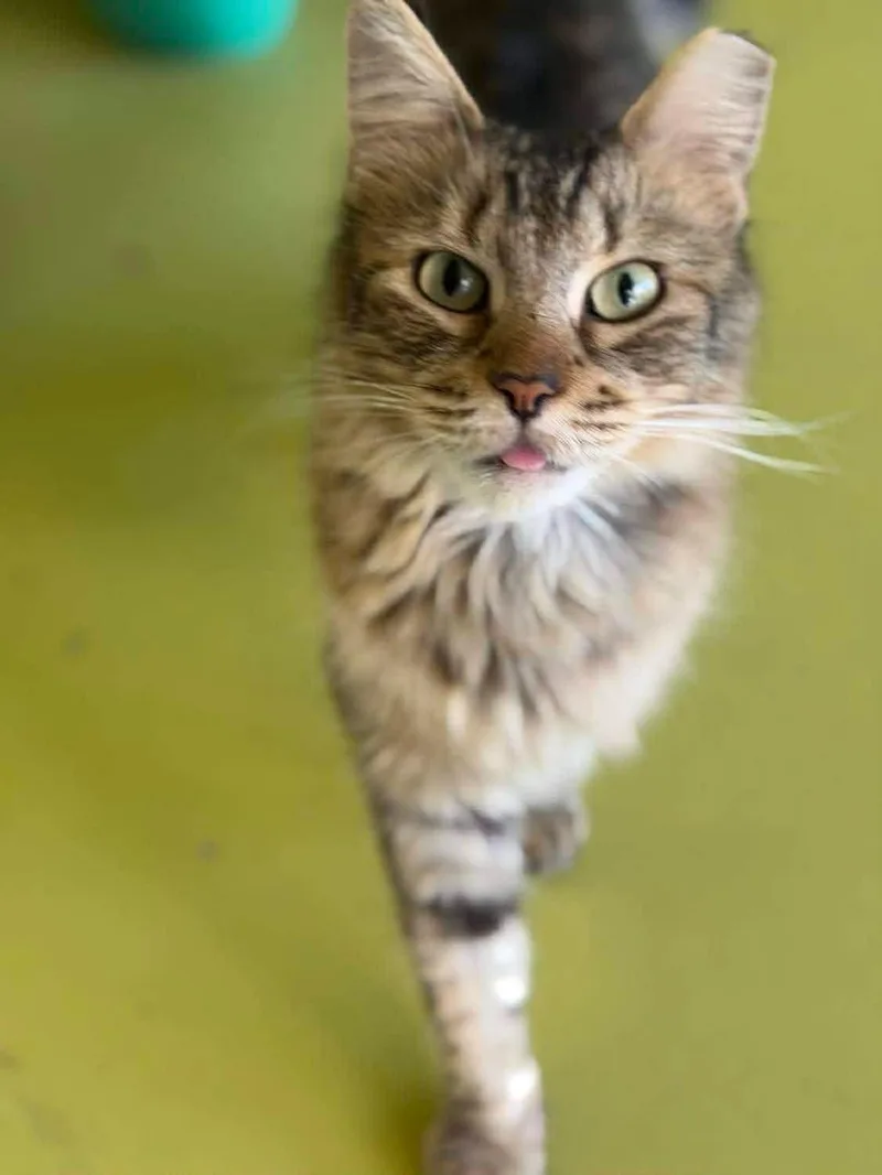 An adult medium-sized male Domestic Long Hair cat named Atlas for adoption in SCOTTSDALE, AZ