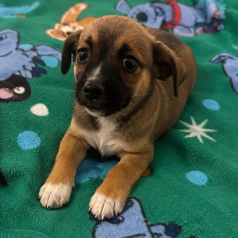 A baby small-sized male Terrier dog named Gizmo for adoption in Tucson, AZ