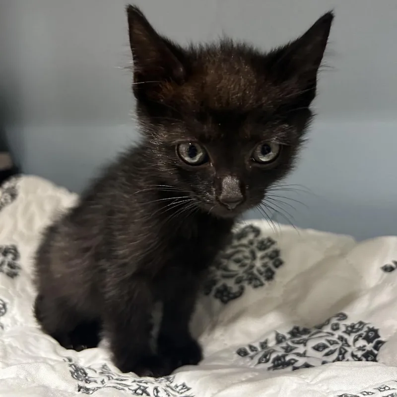 A baby small-sized female Domestic Short Hair cat named Somi for adoption in Chattanooga, TN