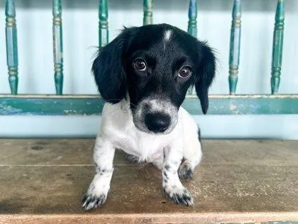 A baby small-sized male Dachshund dog named Damon for adoption in San Antonio, TX