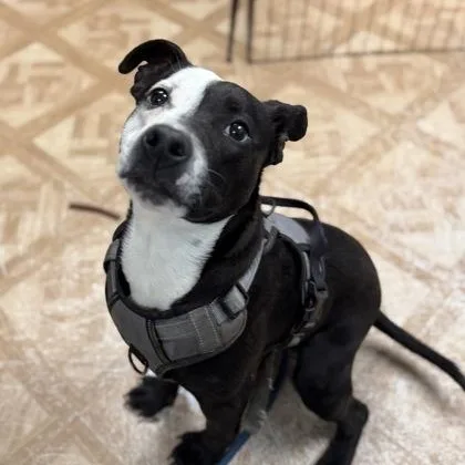 A young medium-sized male Pit Bull Terrier dog named Percy Jackson for adoption in Worcester, MA