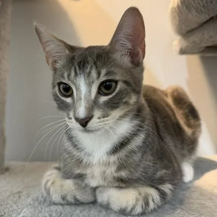 A young medium-sized male Gray / Blue / Silver Domestic Short Hair cat named Dandy for adoption in Jupiter, FL