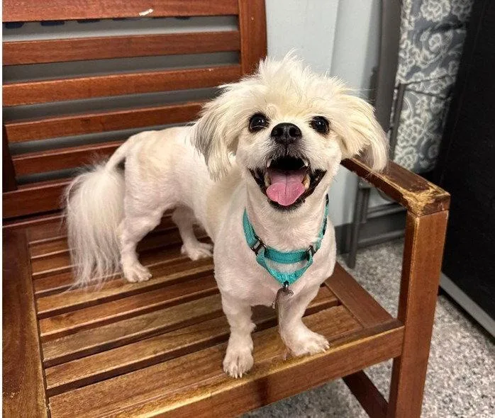 An adult small-sized male Coton de Tulear dog named Tucker for adoption in Sayreville, NJ