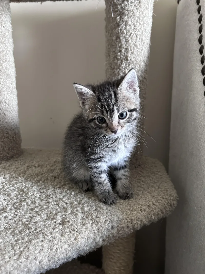 A baby small-sized female Domestic Short Hair cat named Jessie for adoption in BREINIGSVILLE, PA