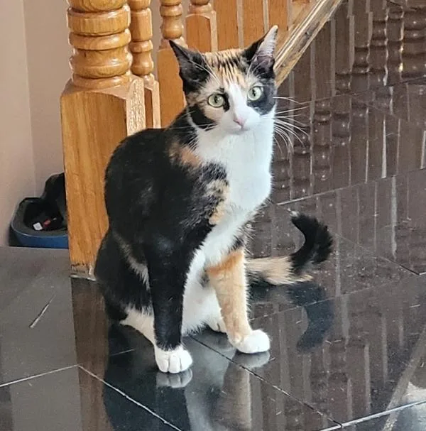 An adult medium-sized female Domestic Short Hair cat named Luca for adoption in Staten Island, NY